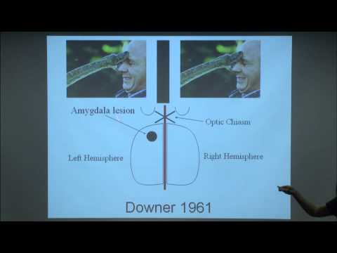 Cadence Neuroscience and Its Role in Brain Function Research