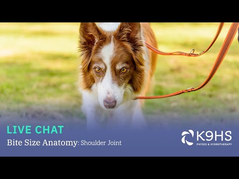 Anatomical Features of the Canine Shoulder Joint
