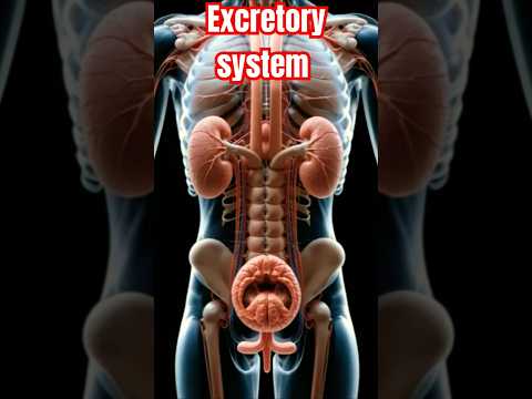 Female Body Anatomy Drawing for Scientific Education
