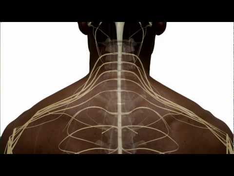 Intricate Structure of Human Spinal Cord Anatomy