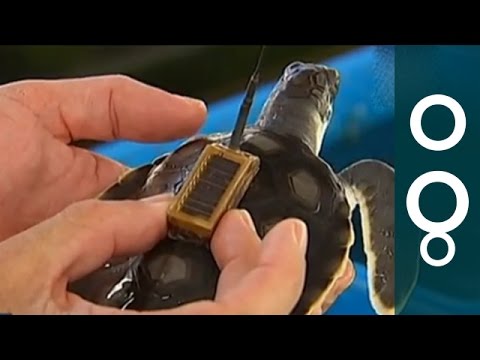 Turtle Taxonomy and Its Role in Conservation Science