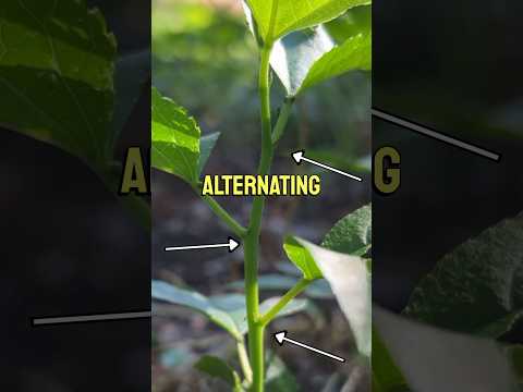 Getting Started with Botany for Aspiring Plant Lovers