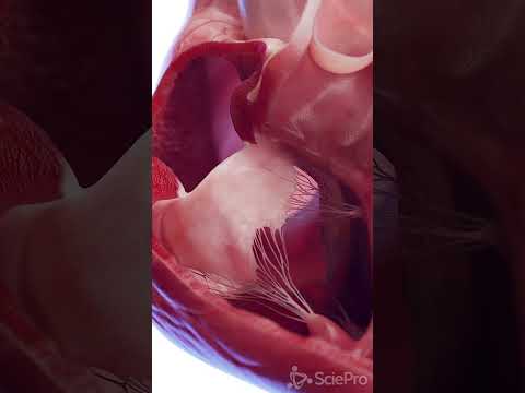 Advancing Science with Anatomical Heart 3D Models