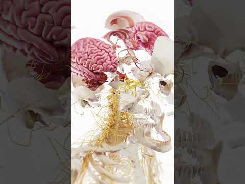 Insights into Mouse Skull Anatomy for Scientific Education