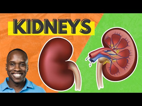 Kidney Structure and Function Illustrated in Human Anatomy