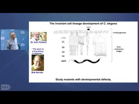 Tyr Gene: A Key Player in Development and Disease