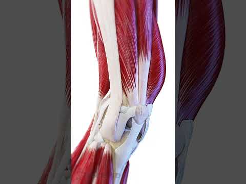 Musculoskeletal System: Anatomy Meets Function in Motion