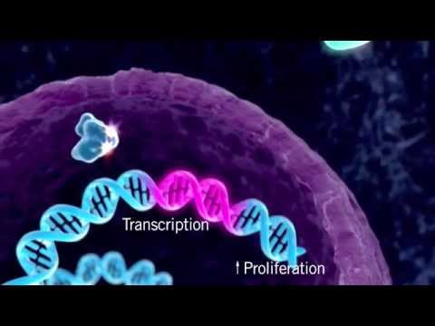 Importance of erg gene in cellular processes and health