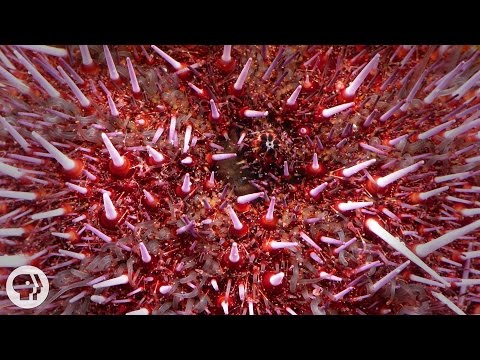 Internal Anatomy of Sea Urchins and Their Unique Features