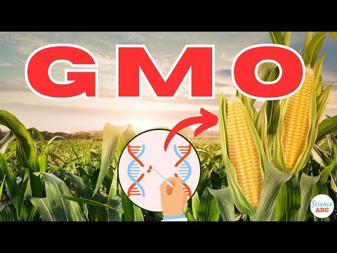 Advancements in Genetically Modified Organisms in Agriculture