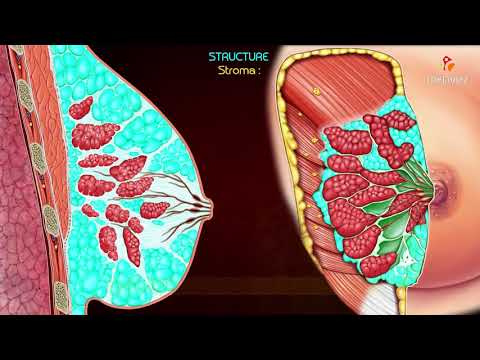 Canine Mammary Gland Anatomy and Its Functional Significance