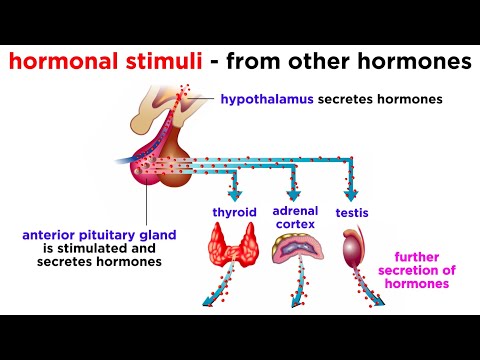 Hormones in Action: The Science of the Endocrine System