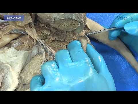 Feline Pelvic Anatomy: Insights for Veterinary Science