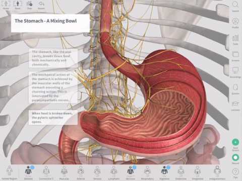 Gastrointestinal Tract: Anatomy and Physiology Uncovered