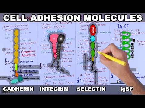 E Cadherin Gene’s Role in Cell Adhesion and Development