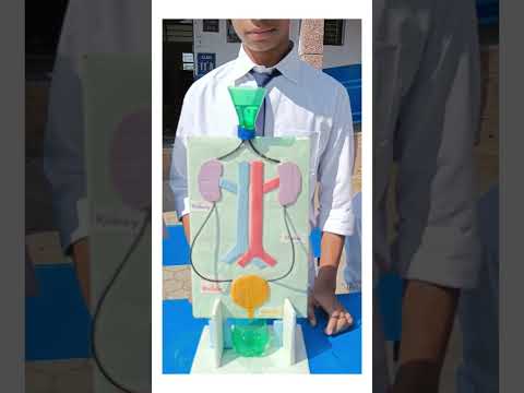 3D Anatomy Models of Dogs in Scientific Education