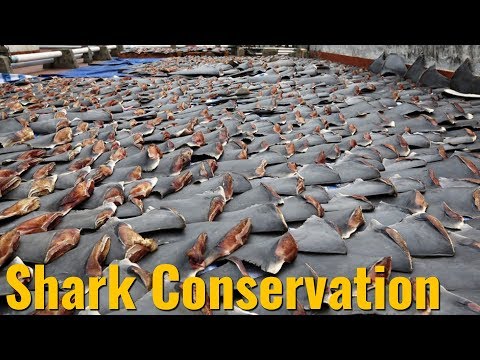 Shark Conservation Through Science and Community Engagement