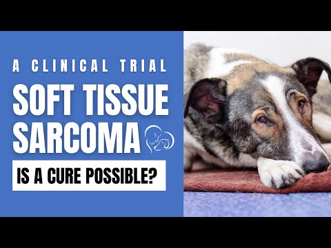 Advancements in Canine Soft Tissue Sarcoma Cytology Research