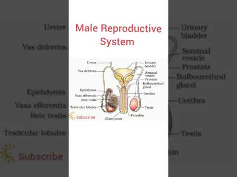 Male Body Organs Diagram for Scientific Education and Outreach