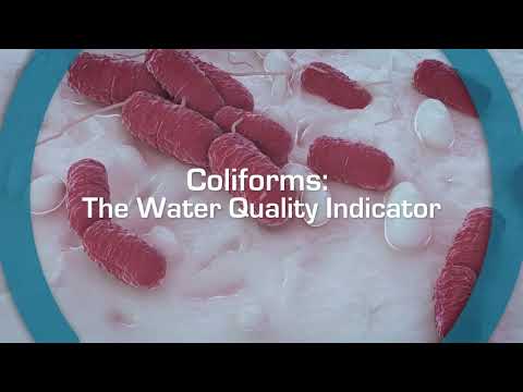 Water Quality and Microbiology: The Role of Bacteriological Testing
