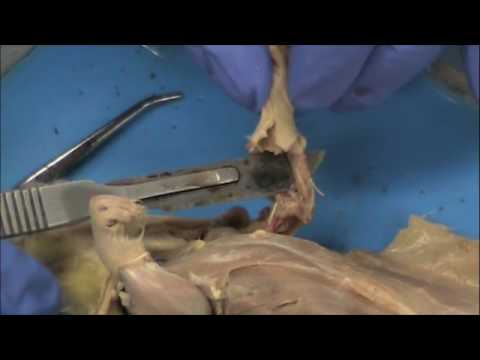 Rat Skeleton Anatomy and Its Significance in Science