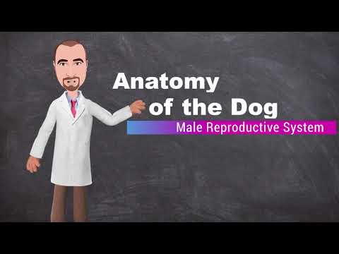 Science of Male Dog Genital Anatomy and Function
