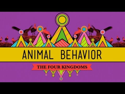 Animal Social Behavior and Its Role in Ecosystem Dynamics