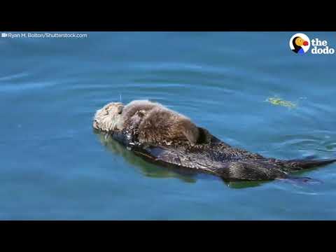 The Science of Otter Mating Behavior and Reproduction