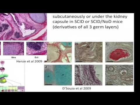 Advancements in Embryoid Body Research and Applications