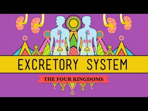 Physiology of the Excretory System Explained in Science