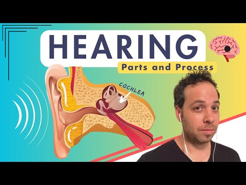 Hearing Science: The Brain's Role in Sound Perception