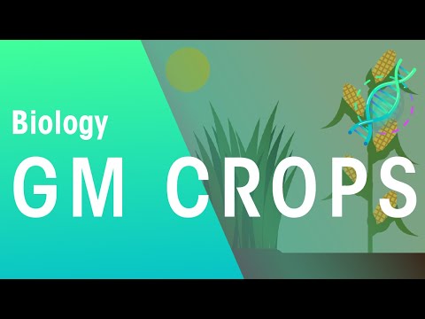Genetically Modified Produce and Its Role in Modern Science
