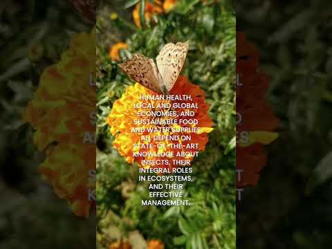 Entomology Textbook for Science Enthusiasts and Educators