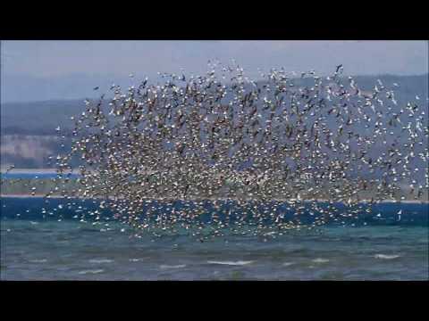 Fostering Biodiversity for a Sustainable Future