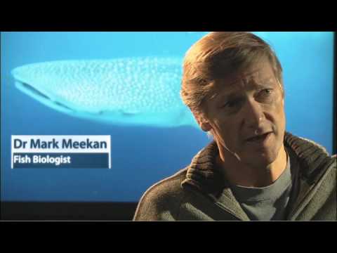 Tropical Marine Biology and its Role in Ecosystem Health