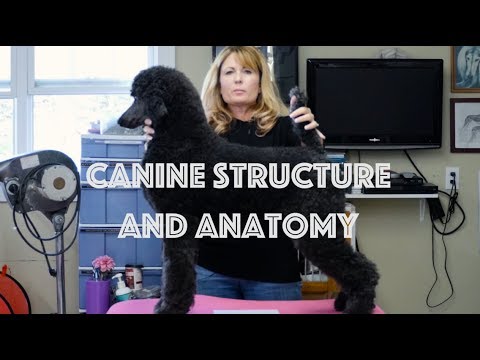 Dog Forelimb Anatomy: Structure and Function in Canine Motion