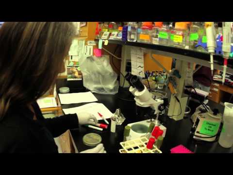 Innovations in Cellular and Developmental Biology Research