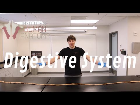 Anatomy of the Human Digestive System Unveiled