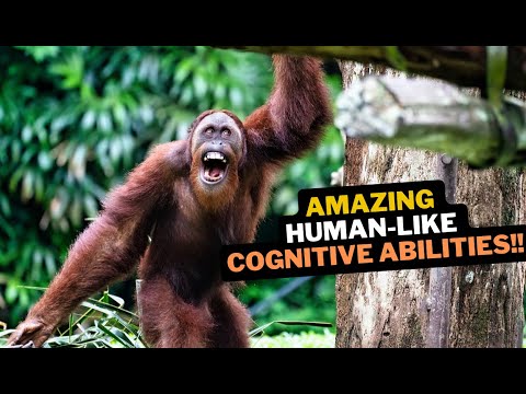 Orangutan Behavior Insights and Scientific Outreach Efforts
