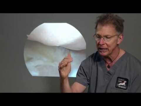 Anatomy of the Canine Elbow in Veterinary Science