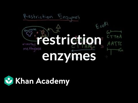 Nature’s Tools: The Role of Restriction Enzyme Sites in Science
