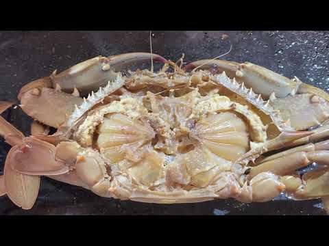Crab Internal Anatomy: A Scientific Perspective on Structure