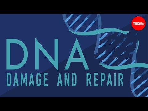 The Role of DNA Repair Genes in Cellular Health