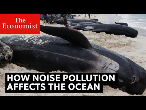 The Interplay of Light and Noise Pollution on Ecosystems