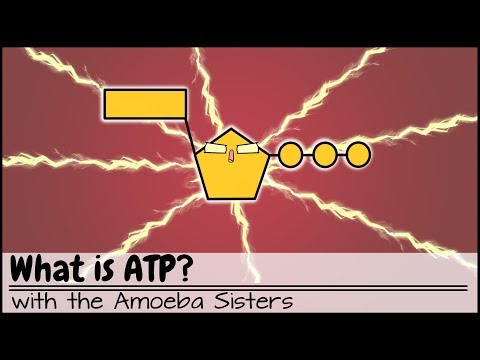 ATP Physiology: The Energy Currency of Life in Cells