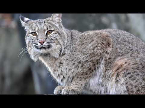 Bobcat Anatomy and Its Role in Ecosystem Dynamics
