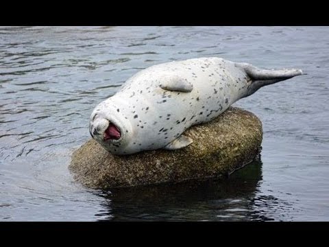 Chiron's Role in Astronomy and Astrological Studies