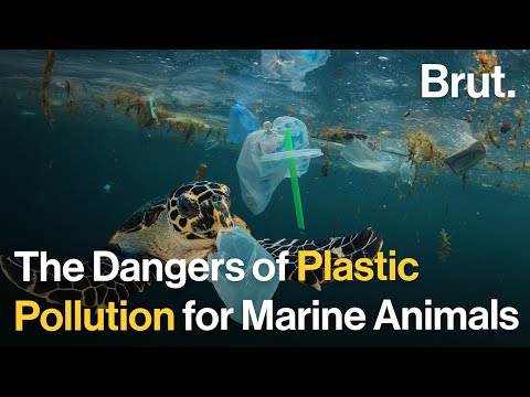 Plastic Pollution and Its Threat to Marine Ecosystems