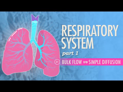 Insights into Respiratory System Pathophysiology and Health