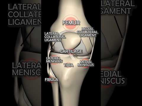 Anatomy of the Human Knee: Key Components and Functions